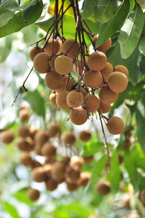Longan fresco imagens de stock