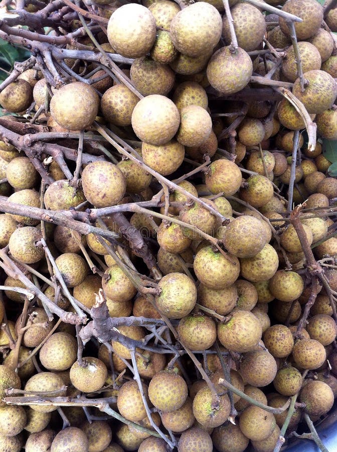 Longan fruits editorial image. Image of thailand, brown 47291710