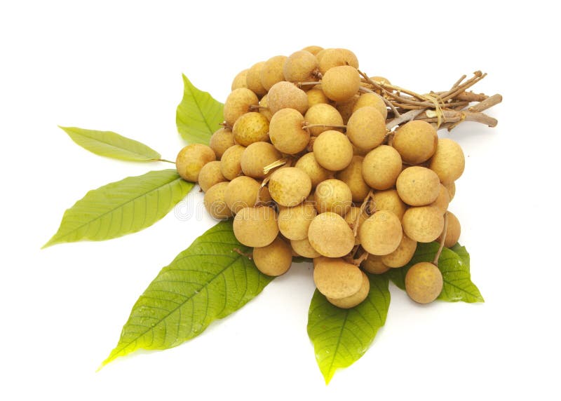 Longan with leaf , thai fruit stock image