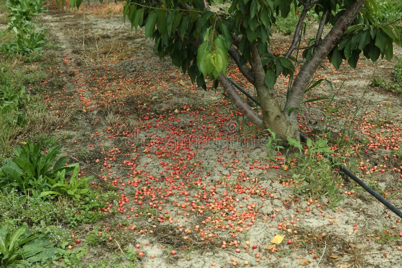 Longan trees in the garden with blue sky background. Cluster of ripe cherries on cherry trees stock photo
