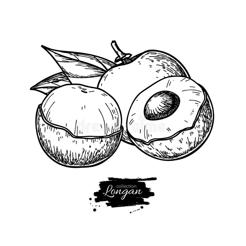 Longan Vector Drawing. Hand Drawn Tropical Fruit Illustration. Engraved ...