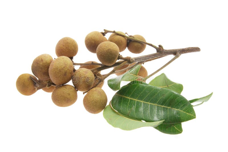 Longans royalty-vrije stock afbeeldingen