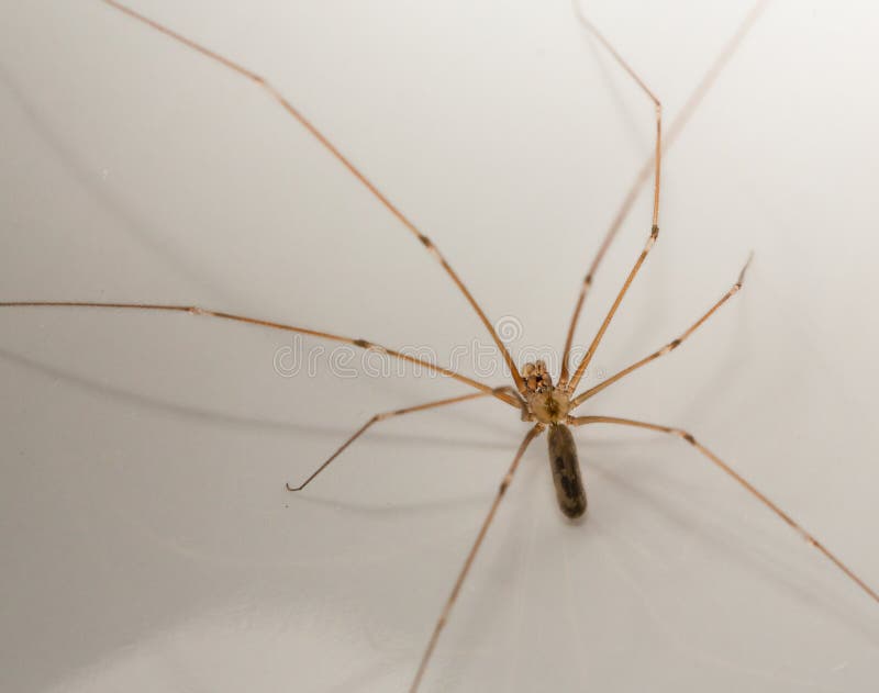 Daddy-long-legs spider - Pholcus opilionoides 