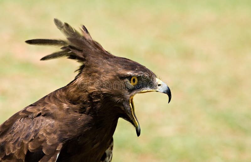 Longcrested eagle profile