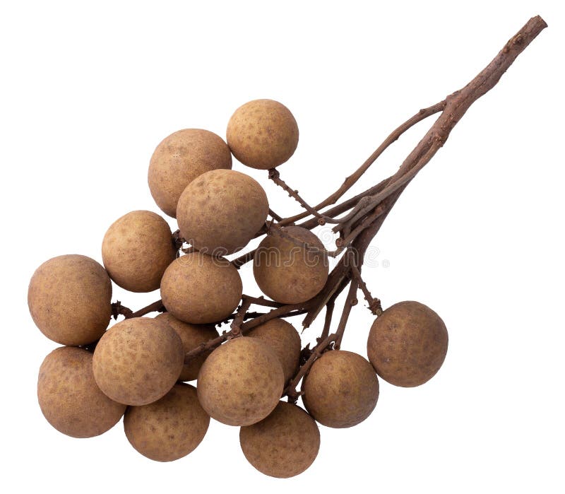 Longevo fresco isolado sobre fundo branco imagem de stock