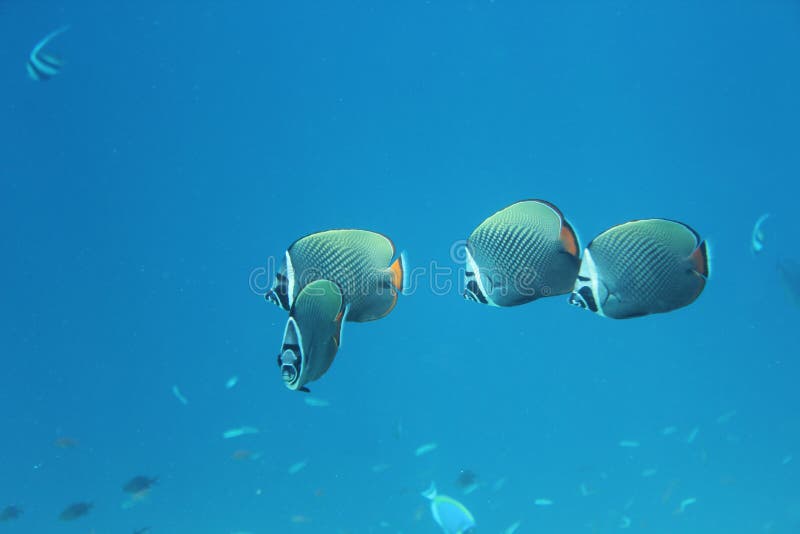 Longfin Bannerfish, de Maldiven royalty-vrije stock fotografie Longfin Bannerfish, de Maldiven royalty-vrije stock fotografie