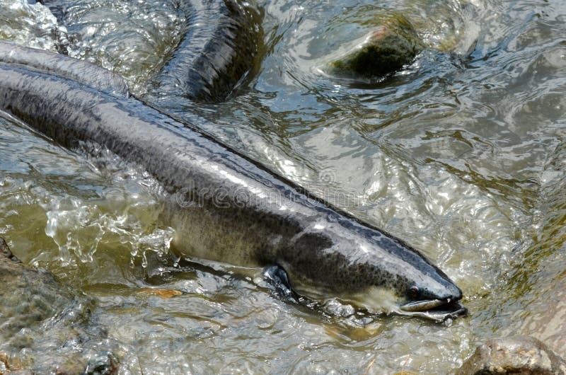 Longfin Eels Gold Coast Queensland Australia Stock Photo Image of