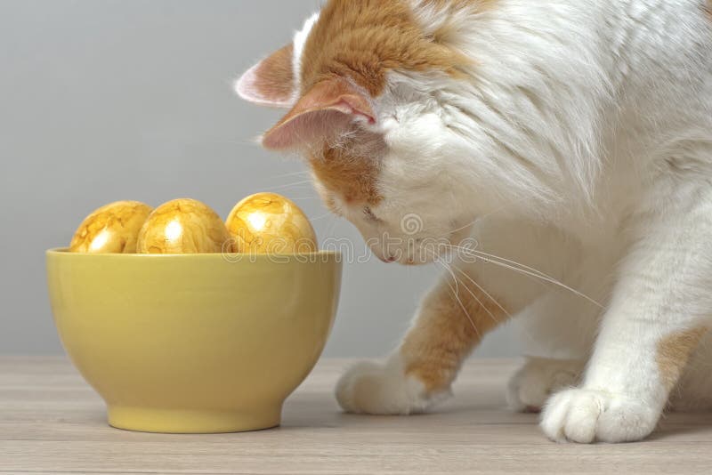 Longhair Cat Looking Curious To Easter Eggs in a Yellow Bowl. Stock