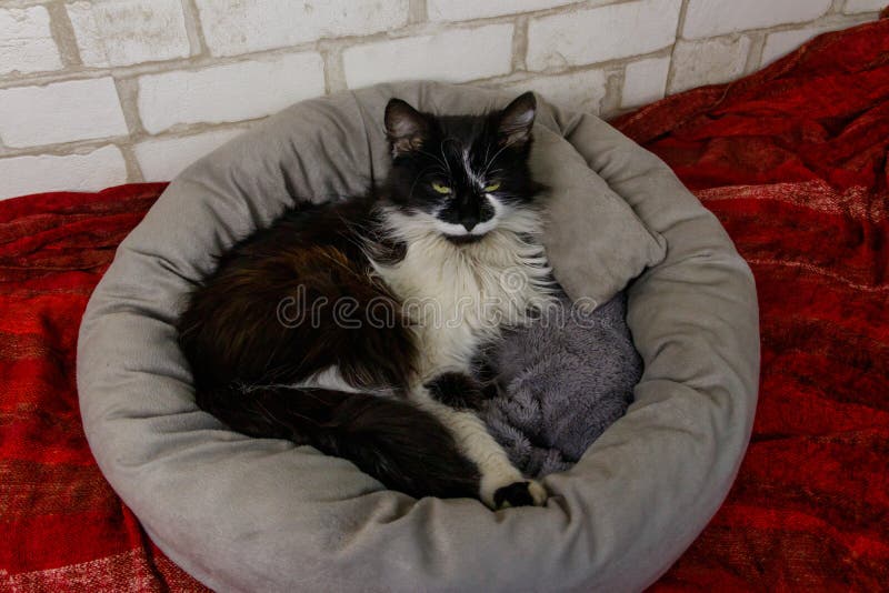 Longhair Cat Lying in His Soft Cozy Cat Bed Stock Image Image of cozy