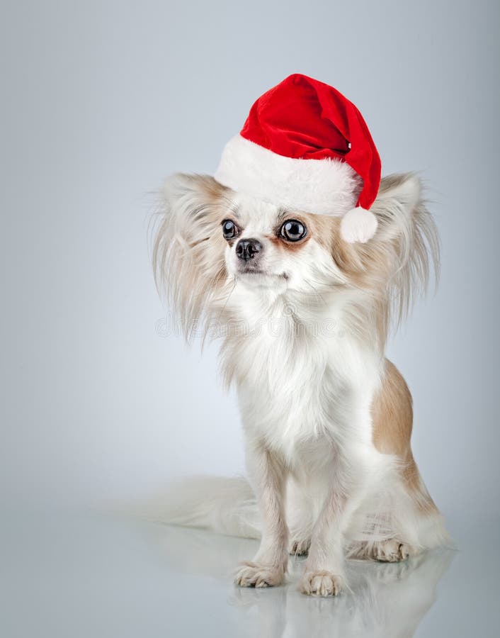 Longhair chihuahua in Christmas Santa hat. Small dog sitting stock photos Longhair chihuahua in Christmas Santa hat. Small dog sitting stock photos