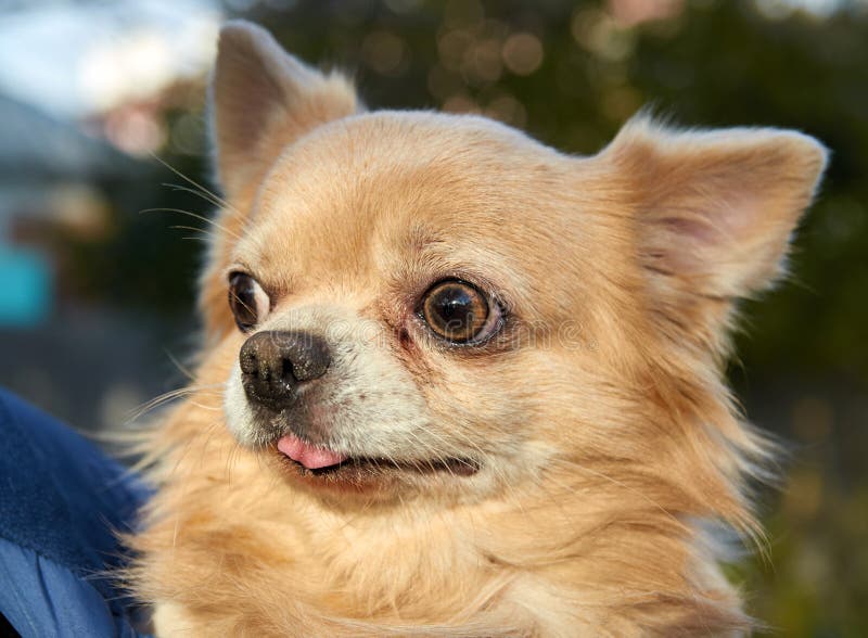 Longhair Chihuahua dog close up royalty free stock photography Longhair Chihuahua dog close up royalty free stock photography