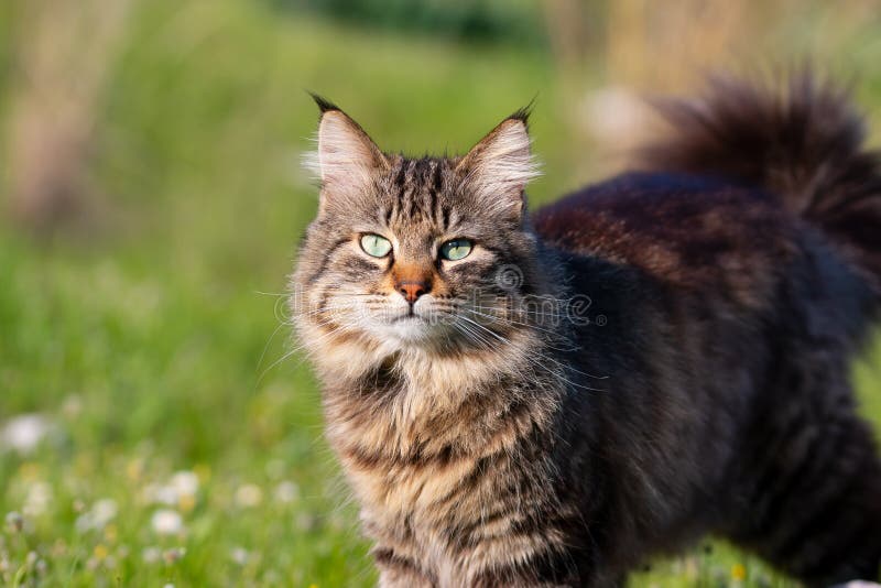 Longhair domestic cat on in grass and daisies