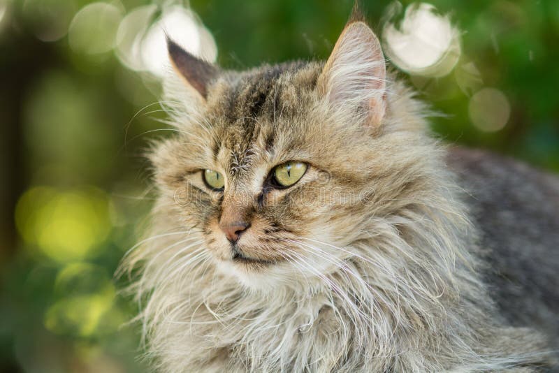 Longhaired cat stock image. Image of nature, front, colorful - 40978605
