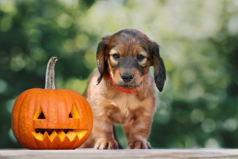 weiner dog pumpkin