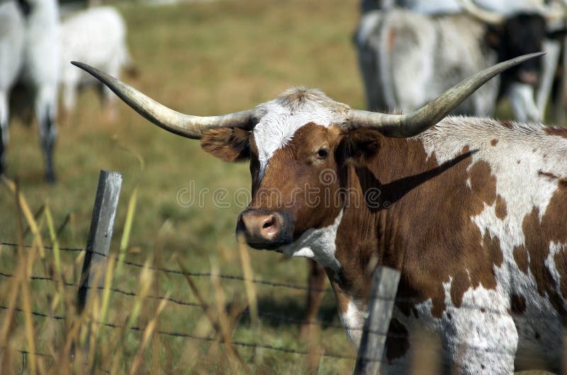 Longhorn