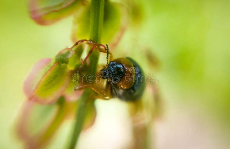 Longhorn bug macro on the plant. Slovakia