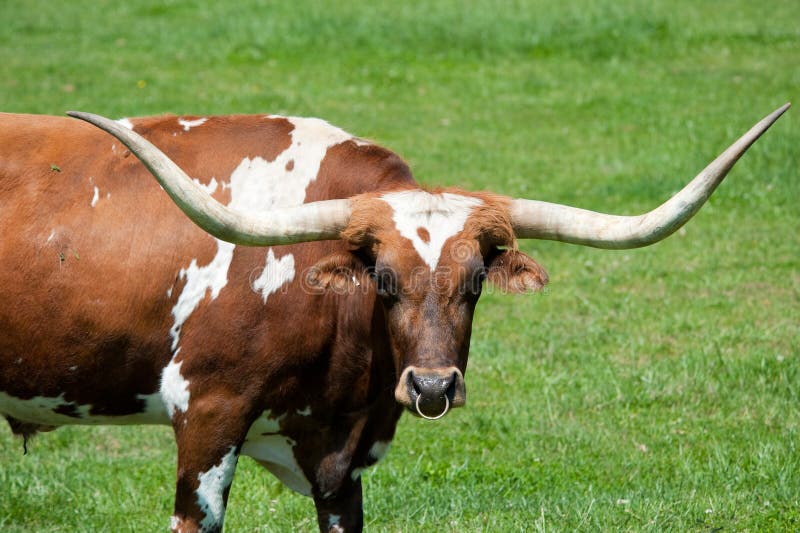 A longhorn bull