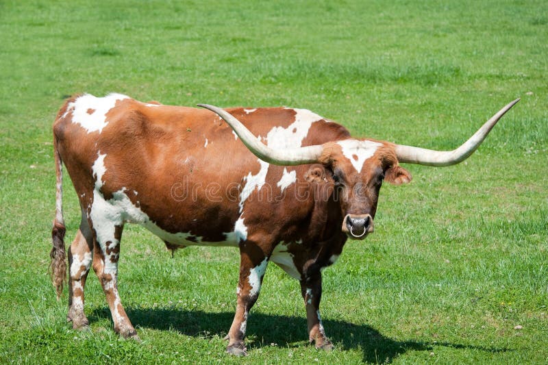 A longhorn bull