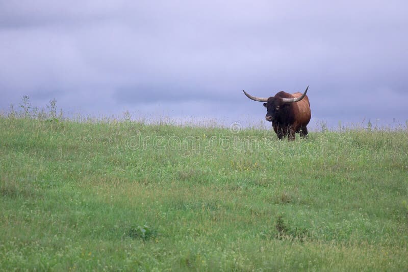 Longhorn bull