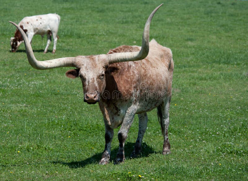 A longhorn bull in a field