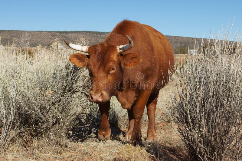 Longhorn Bull New Mexico
