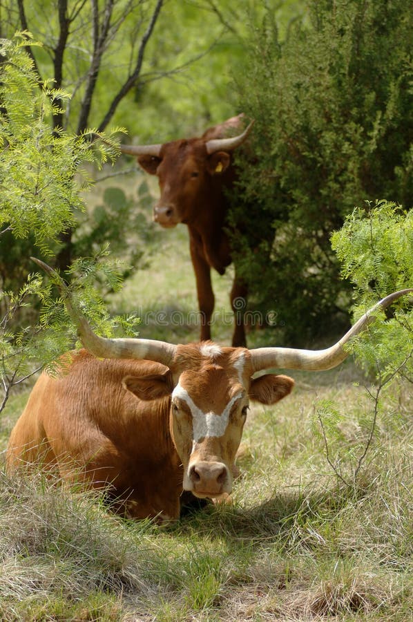 Longhorn in Mesquite Thicket