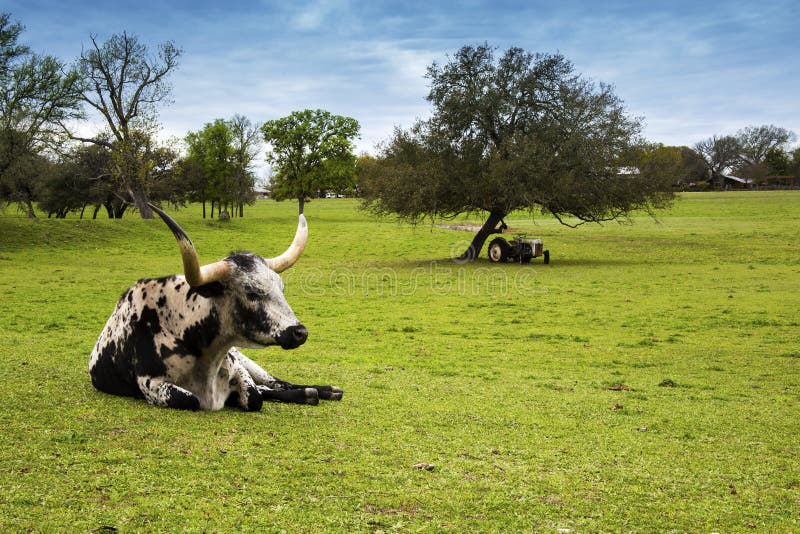 Longhorn-Vieh, das auf einer Hügel-Land-Ranch in Texas sich entspannt stockbild Longhorn-Vieh, das auf einer Hügel-Land-Ranch in Texas sich entspannt stockbild