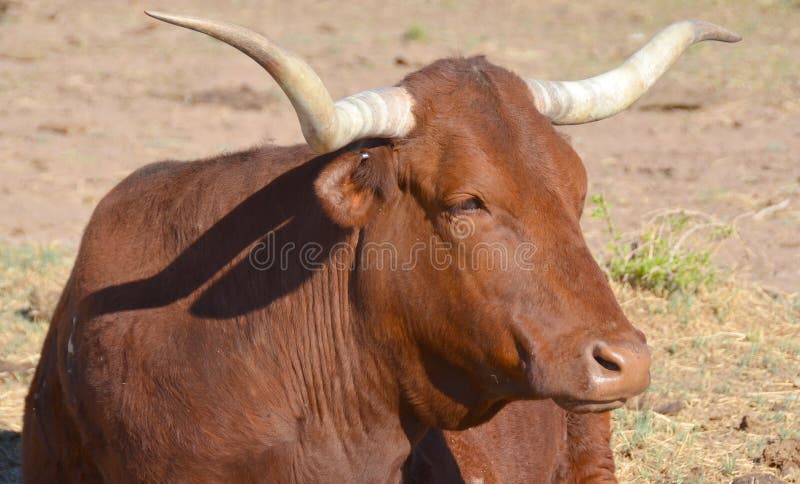 The Texas Longhorn is a breed of cattle known for its characteristic horns, which can extend to 7 ft 2.1 m[1] tip to tip for steers and exceptional cows. The Texas Longhorn is a breed of cattle known for its characteristic horns, which can extend to 7 ft 2.1 m[1] tip to tip for steers and exceptional cows.