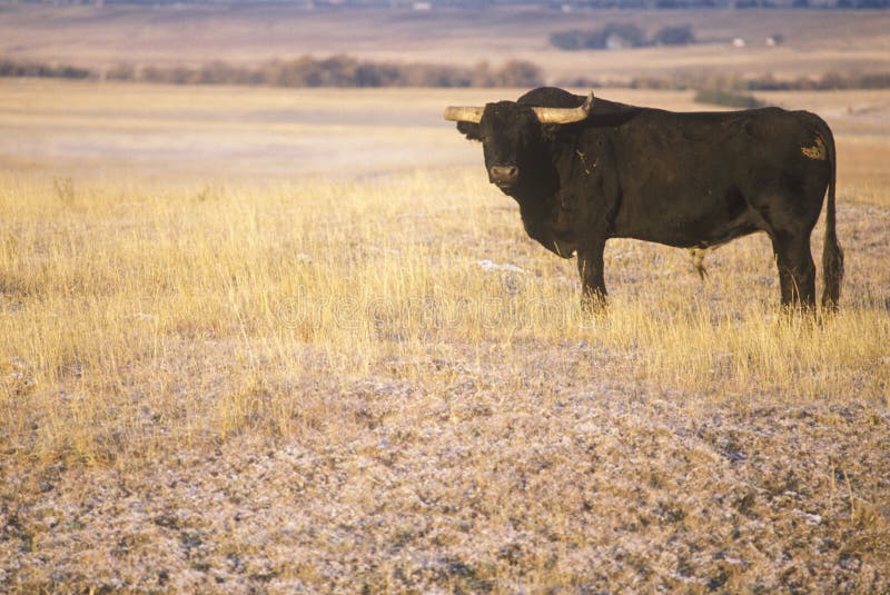 Longhornvee op Ne-prairie