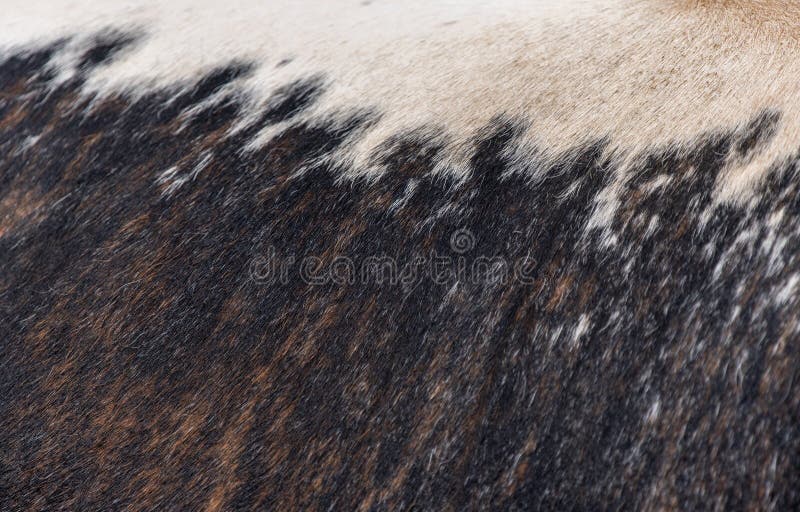 Close up shot of Longhorn Cattle Hide in the UK, showing pattern and texture. Close up shot of Longhorn Cattle Hide in the UK, showing pattern and texture