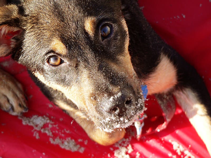 Longing look from cute puppy