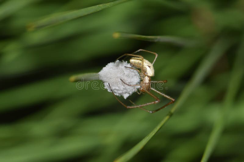 Longjawed Orb Weaver Spider with Egg Sac Stock Image - Image of macro ...