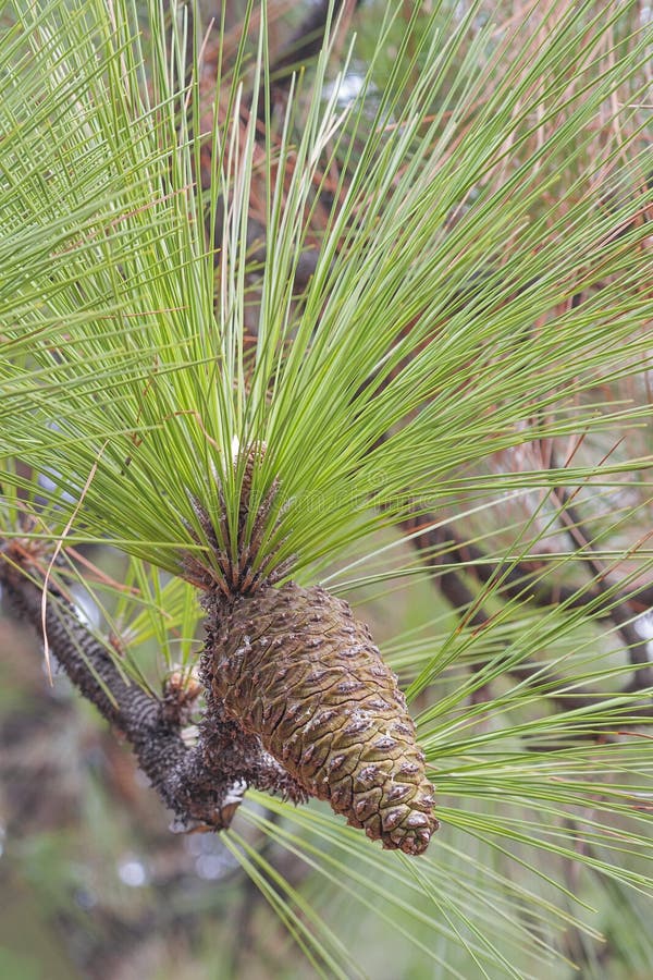 Longleaf pine cone stock image. Image of pine, pinus 81324791
