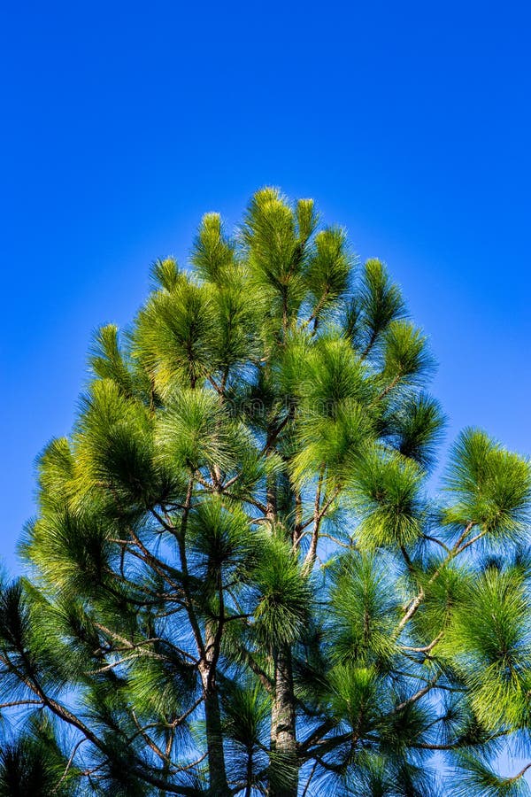 Longleaf Pine, The Longest Leaf In The World. Stock Photo - Image Of