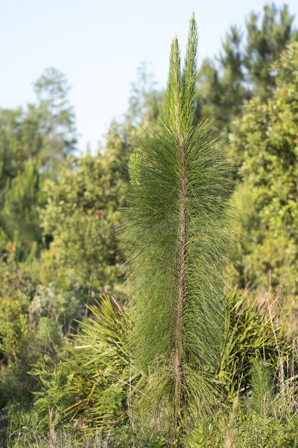 Longleaf pine, Pinus palustris, is a pine tree native to the coastal plain of the Southeastern United States. The red-cockaded woodpecker is dependent on mature Long leaf pine forests. Nature hike along the Upland Pine Trail in the Stephen C Foster State Park. Okefenokee Swamp National Wildlife Refuge in Georgia, USA. Photographed May 2020. Longleaf pine, Pinus palustris, is a pine tree native to the coastal plain of the Southeastern United States. The red-cockaded woodpecker is dependent on mature Long leaf pine forests. Nature hike along the Upland Pine Trail in the Stephen C Foster State Park. Okefenokee Swamp National Wildlife Refuge in Georgia, USA. Photographed May 2020.