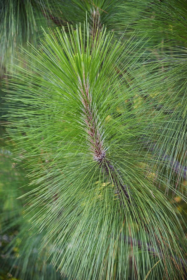 Longleaf Pine Twig with Needles Stock Image Image of pinaceae, yellow