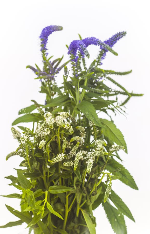 Longleaf speedwell plus gardens gingers stock image Longleaf speedwell plus gardens gingers stock image