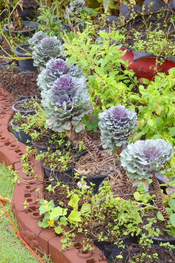 Longlived Cabbag (Brassica Hybrid Cv. Pule) Vegetable Stock Image