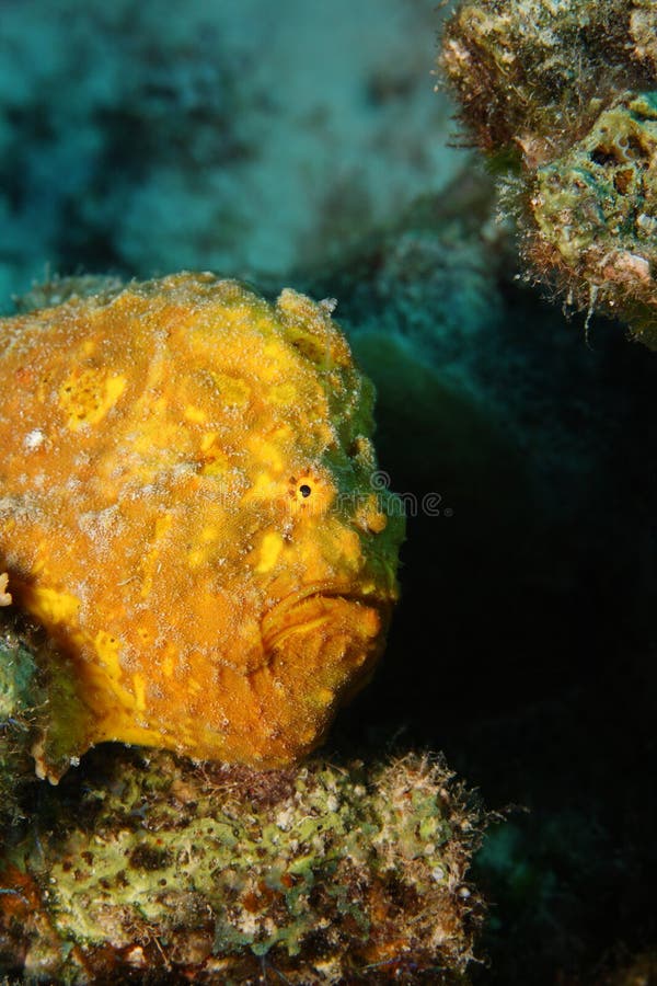 Longlure Frogfish (Antennarius multiocellatus)