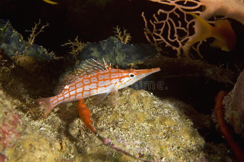 Longnose hawkfish