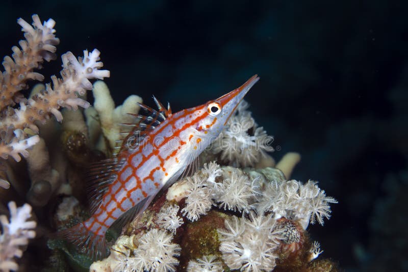 Longnose hawkfish (oxycirrhites typus) in de Red Sea.