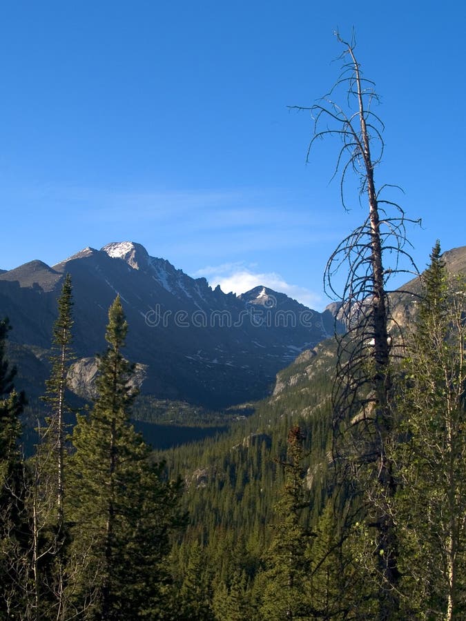 Longs Peak and Tree