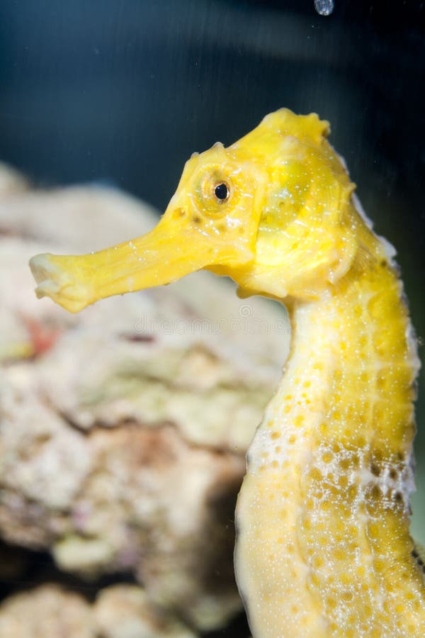 Longsnout Seahorse Portrait