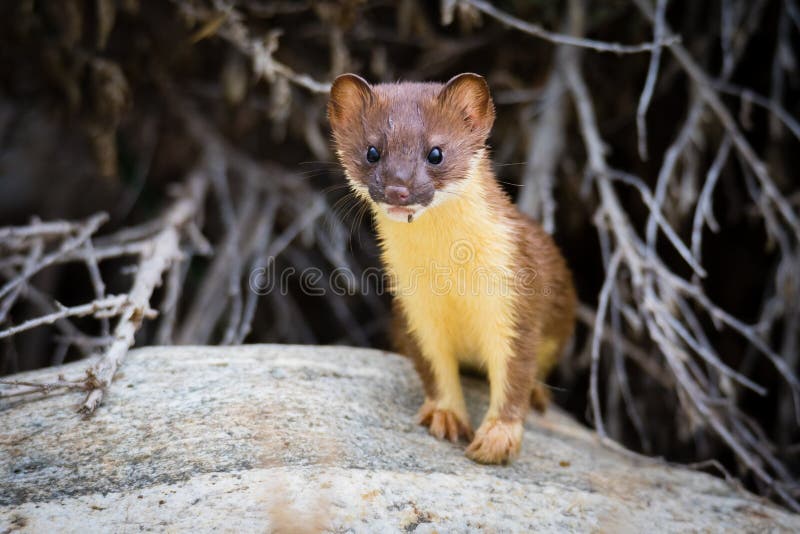 Juvenile Long Tailed weasel peering out of rock. Juvenile Long Tailed weasel peering out of rock