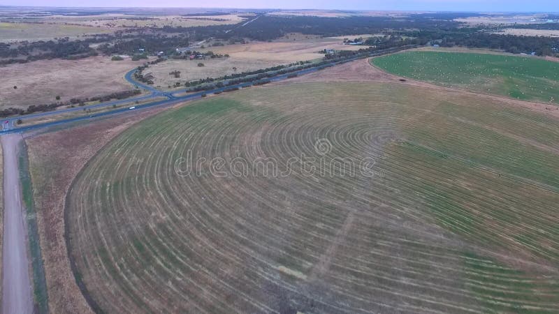 Longueur aérienne d'irrigation de culture de cercle le long de rivière Murray sur la culture de foin banque de vidéos