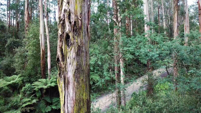 Longueur aérienne d'un arbre grand dans la forêt tropicale banque de vidéos