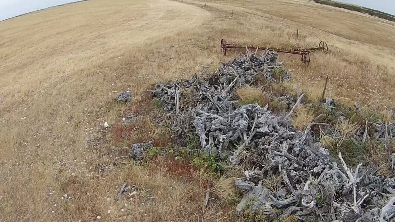Longueur aérienne de moissonneuse rurale de ferme dans la sécheresse banque de vidéos