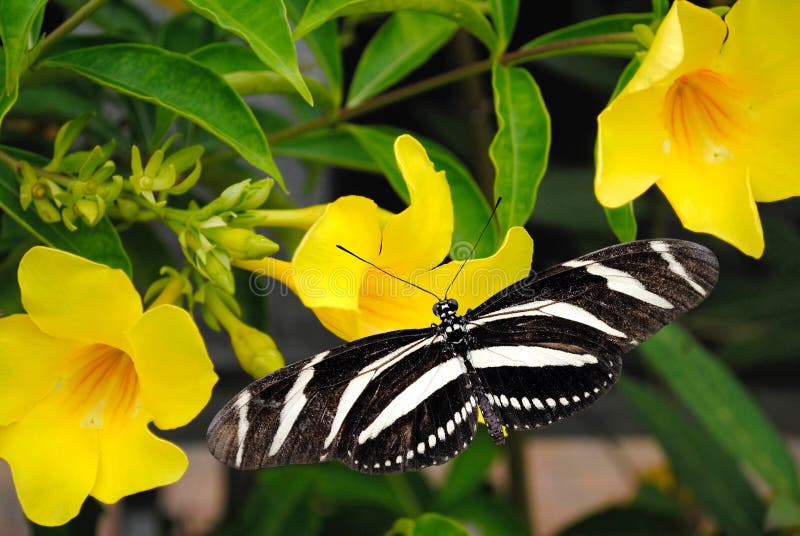 Longwing Schmetterling des Zebras lizenzfreies stockfoto Longwing Schmetterling des Zebras lizenzfreies stockfoto