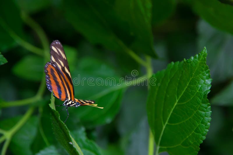 Longwing πεταλούδα τιγρών που στέκεται σε ένα φύλλο, έτοιμο για την απογείωση στοκ εικόνα Longwing πεταλούδα τιγρών που στέκεται σε ένα φύλλο, έτοιμο για την απογείωση στοκ εικόνα