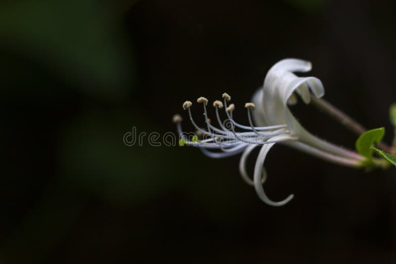 Lonicera Japonica Wild Japanese Honeysuckle Flower Stock Photo